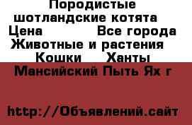 Породистые шотландские котята. › Цена ­ 5 000 - Все города Животные и растения » Кошки   . Ханты-Мансийский,Пыть-Ях г.